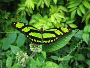 Ce este Ayahuasca?